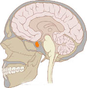 Der im Bild orangefarbene Teil des Gehirns ist die Hypophyse, eine Hormondrüse. Darüber liegt der Hypothalamus, der die Hypophyse und deren Hormonbildung steuert.