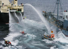 Greenpeace will den japanischen Waljägern das Leben auch weiterhin schwer machen.