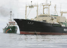 Die "Arctic Sunrise" begleitet das große Fabrikschiff "Nisshin Maru". Denn wo es fährt, sind die Walfänger nicht weit.