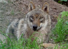 Tiere müssen so artgerecht wie möglich gehalten werden. In jedem Haustier stecken noch viele Eigenschaften ihrer wild lebenden Vorfahren - so schlummert in vielen Hunden das Verhalten eines Wolfes.