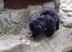 Bärengehege im Frankfurter Zoo (heute)