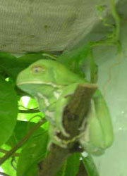 Makifrosch