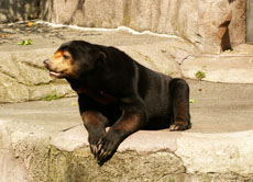 Im Frankrurter Zoo wird gerade für einen neuen Bärendschungel gesammelt. Denn das Gehege der Malaienbären muss dringend renoviert werden.