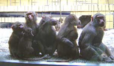Mantelpaviane im Zoo
