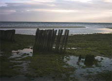 Bewohner an der Ostsee beklagen den zunehmenden Gestank an den Küsten. Durch giftige Algen, die angeschwemmt werden, verenden sogar Hunde.
