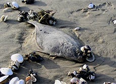Durch Algen und Bakterien wird dem Wasser mehr und mehr Sauerstoff entzogen. Viele Tiere verenden. In einigen Teilen des Meeres gibt es überhaupt keine Fische mehr.