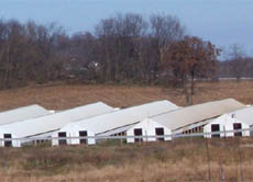 Nerzfarm in Wisconsin in den USA