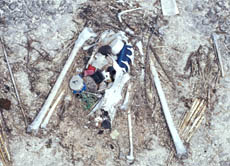 Das Verschlucken von Plastikteilen kann vielen Tieren (im Bild die Überreste eines Laysan-Albatros) das Leben kosten. Die Teile können Giftstoffe enthalten und verstopfen den Verdauungstrakt, weil sie nicht zersetzt werden können.