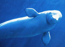 Der Beluga ist eine der drei Walarten, die sich ständig in arktischen Gewässern aufhalten.