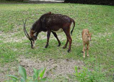Während diese Rappen-Antilope mit ihrem Kalb grast, halten die anderen Tiere ihrer Herde die Augen offen.