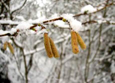 Bei kalten Temperaturen bilden sich aus Wolkentropfen winzige Eiskristalle - Schneeflocken bestehen aus bis zu hundert solcher Kristalle, die sich ineinander verhaken.