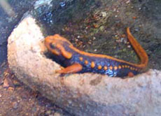 Shanjing-Krokodilmolch