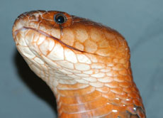 Rote Speikobra