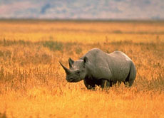 Nur noch 5.000 Spitzmaulnashörner leben heute noch in der afrikanischen Grassteppe.