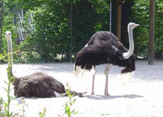 Afrikanischer Strauß