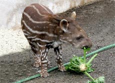Dieses Tapirbaby lässt es sich gut schmecken.