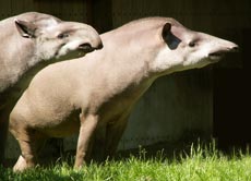 Tapire sind manchmal ganz schön neugierig. Doch die Felder der Menschen sind gefährlich.