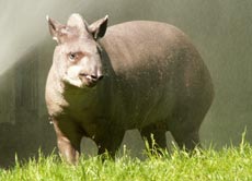 Tapire leben im südamerikanischen Regenwald.