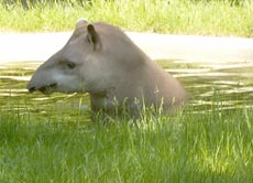 Ein erfrischendes Bad ist an einem heißen Sommertag auch für Tapire genau das Richtige.