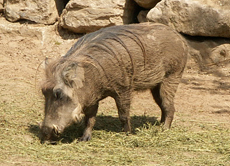 Warzenschweine fressen am liebsten Gras.