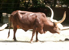 Watussi-Rind