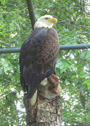 Weißkopf-Seeadler