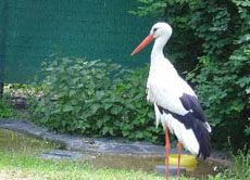 Weißstorch