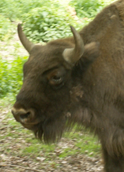 Die urzeitlichen Wisente leben heute wild vor allem in Polen und in der Ukraine.