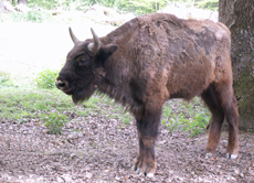 Im Sommer verliert das Wisent sein Winterfell. Dann scheint die dunkle Haut durch.