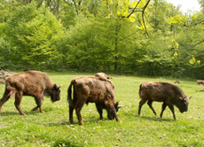 Wisent-Kühe grasen in einer kleinen Herde auf einer Waldlichtung.