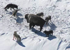 Ein Wolfsrudel greift ein Amerikanisches Bison an.