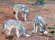 Wölfe sind soziale Tiere, die in Rudeln leben.