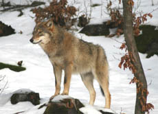 Lange Zeit war der Wolf in fast allen Ländern der Nordhalbkugel anzutreffen. Heute ist er vielen Gebieten fast ausgerottet.