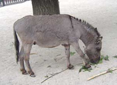 Zwergesel