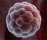 Ein wenige Tage alter Embryo ist für einige Forscher nur ein Zellhaufen. Darf man Embryonen für medizinische Zwecke züchten und im Frühstadium zerstören?