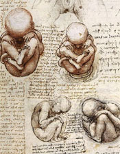 Die moralische Frage ist für viele: Ab wann gilt ein Embryo als menschliches Lebewesen? (Bild: Leonardo da Vinci)