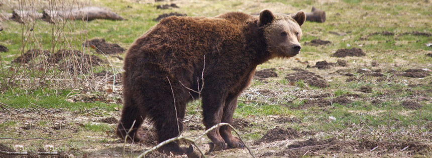 Wie verbringen Tiere wie Eichhörnchen, Igel, Bären, Siebenschläfer oder Insekten die kalte Jahreszeit? Welche Tiere ruhen oder schlafen im Winter?