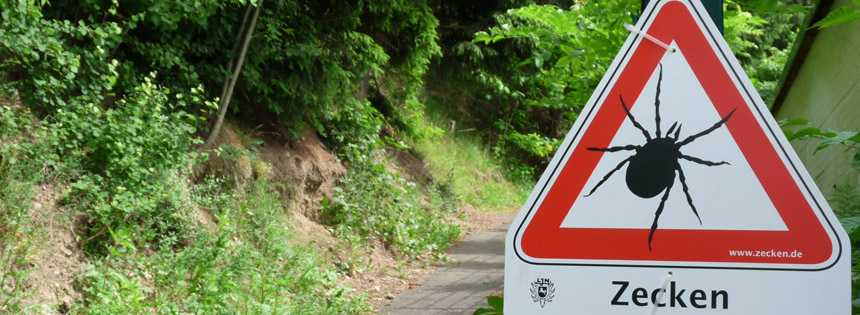 In der warmen Jahreszeit lauern sie vor allem in Gräsern und im Gebüsch: Zecken. Wie gefährlich ist ihr Biss und wie schützt du dich am besten?