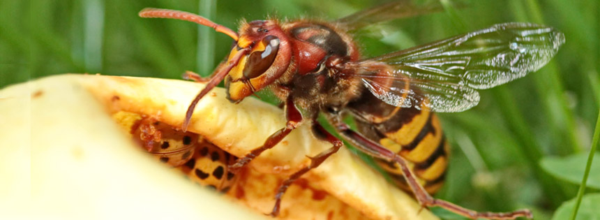 Wespen können einem das Leben im Spätsommer ganz schön schwer machen. Doch haben Wespen ihren schlechten Ruf eigentlich verdient? Was kann man tun, wenn man von ihnen belästigt wird?