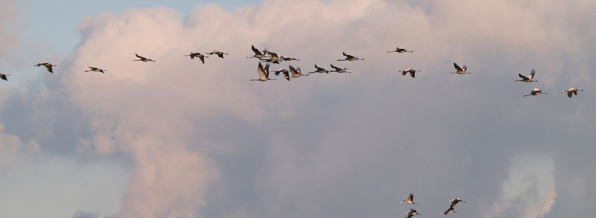 Sie fliegen oft viele tausend Kilometer weit - manche von ihnen legen nicht einmal eine Pause ein. Ihr langer und auch gefährlicher Weg führt die Zugvögel im Herbst nach Süden und im Frühling zurück in die "Heimat".
