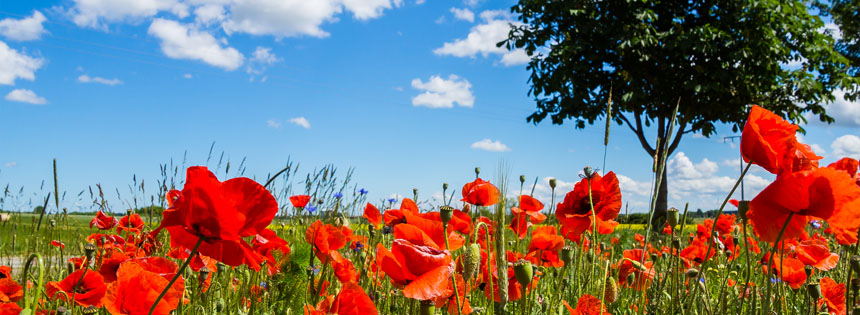 Es ist die wärmste Zeit im Jahr: Astronomisch beginnt der Sommer mit der Sonnenwende am 21. Juni und endet am 22. September. Was ist typisch für die Jahreszeit und welche Feste fallen in die Sommerzeit?